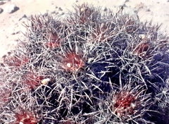 Homalocephala polycephala