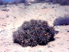 Homalocephala polycephala