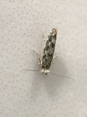 Phyllonorycter populi