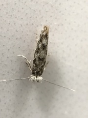 Phyllonorycter populi