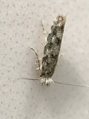 Phyllonorycter populi