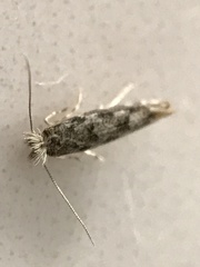 Phyllonorycter populi
