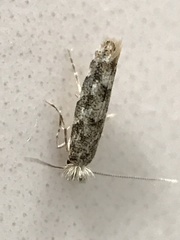 Phyllonorycter populi