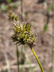 Divisae