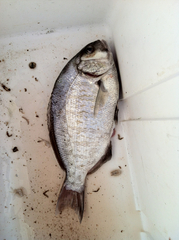 Amphistichus argenteus