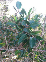 Excoecaria agallocha