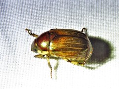 Callistethus marginatus