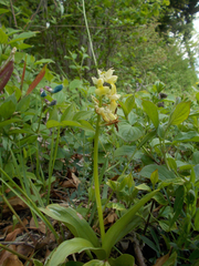 Orchis pallens