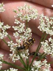 Xestoleptura