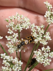 Xestoleptura