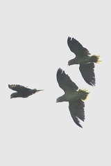 Amazona viridigenalis