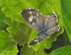 Cacyreus lingeus