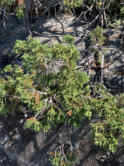 Juniperus maritima
