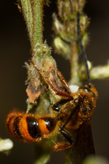 Radumeris novocaledonica