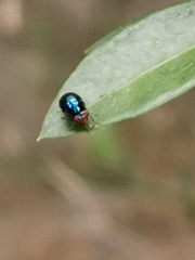 Celyphidae