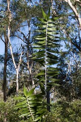 Flagellaria