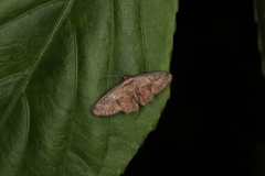 Monobolodes prunaria