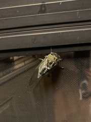 Megatibicen dealbatus