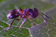 Encyrtus