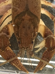Cambarus striatus