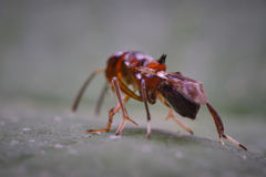 Encyrtus