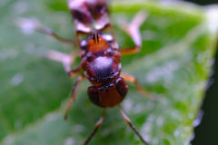 Encyrtus