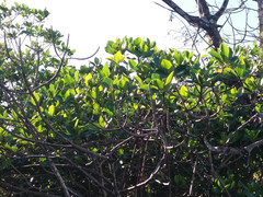 Rhizophora selala
