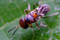 Encyrtus