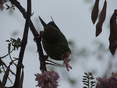 Brotogeris jugularis