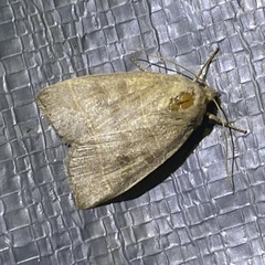 Ipimorpha pleonectusa
