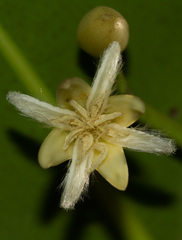 Rhizophora selala