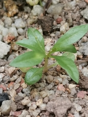 Peperomia pellucida