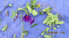 Ipomoea decasperma