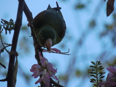 Brotogeris jugularis