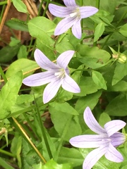 Campanula californica