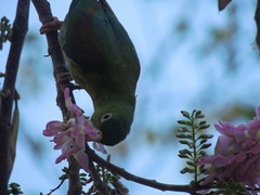 Brotogeris jugularis