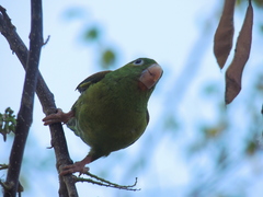 Brotogeris jugularis