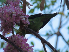 Brotogeris jugularis