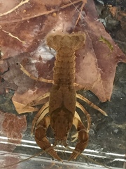 Cambarus striatus