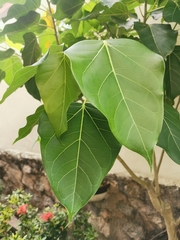 Ficus
