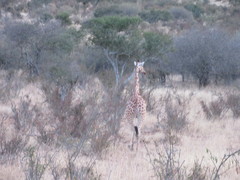 Giraffa camelopardalis reticulata