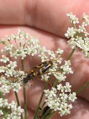 Xestoleptura