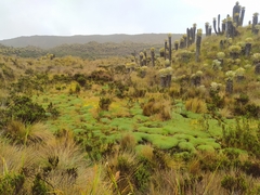 Espeletia hartwegiana