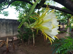 Selenicereus ocamponis