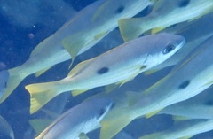 Lutjanus ehrenbergii