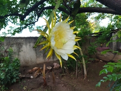 Selenicereus ocamponis