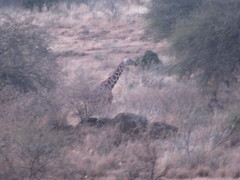 Giraffa camelopardalis reticulata