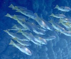 Lutjanus ehrenbergii