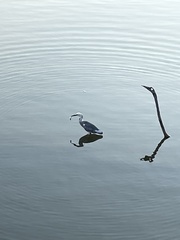 Egretta caerulea × thula