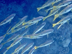 Lutjanus ehrenbergii